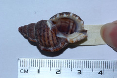 Bursidae