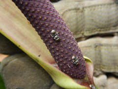 Cephalotes cristatus