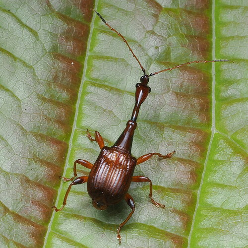 Paratrachelophorus longicornis
