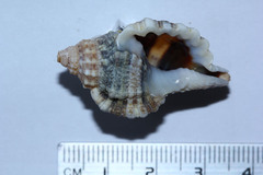 Tonnoidea