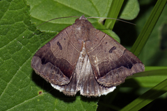 Poaphilini