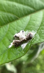 Phrynarachne decipiens