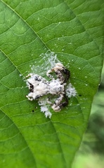 Phrynarachne decipiens