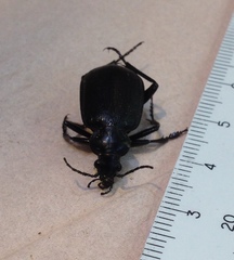 Calosoma olivieri