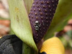 Cephalotes cristatus