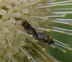 Orthonevra nitida
