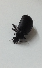 Calosoma olivieri