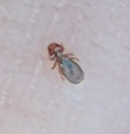 Menoponidae
