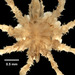Achelia spinosa - Photo 

Eric A. Lazo-Wasem, sin restricciones conocidas de derechos (dominio publico)