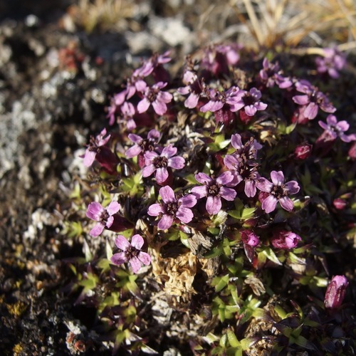 Moss Campion
