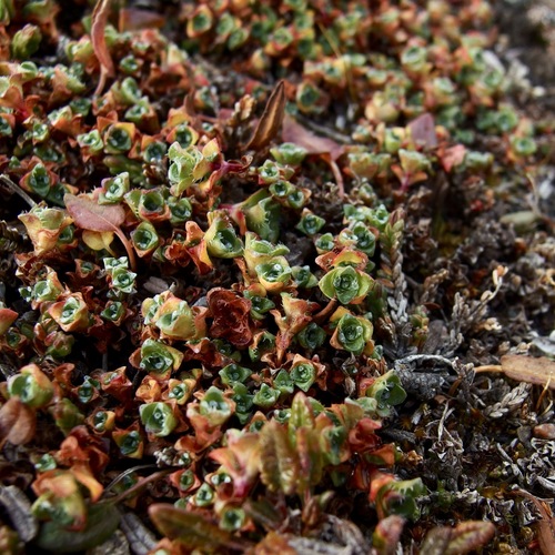 Purple Saxifrage