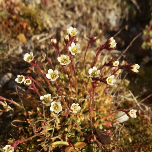 tufted saxifrage