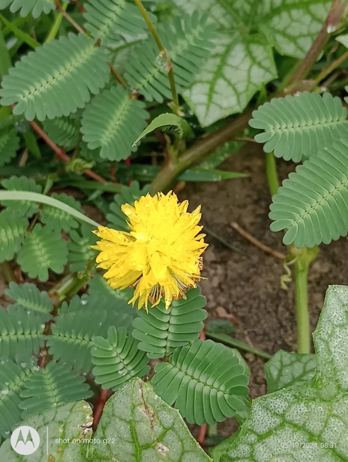 Neptunia plena