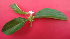 Sabicea cinerea