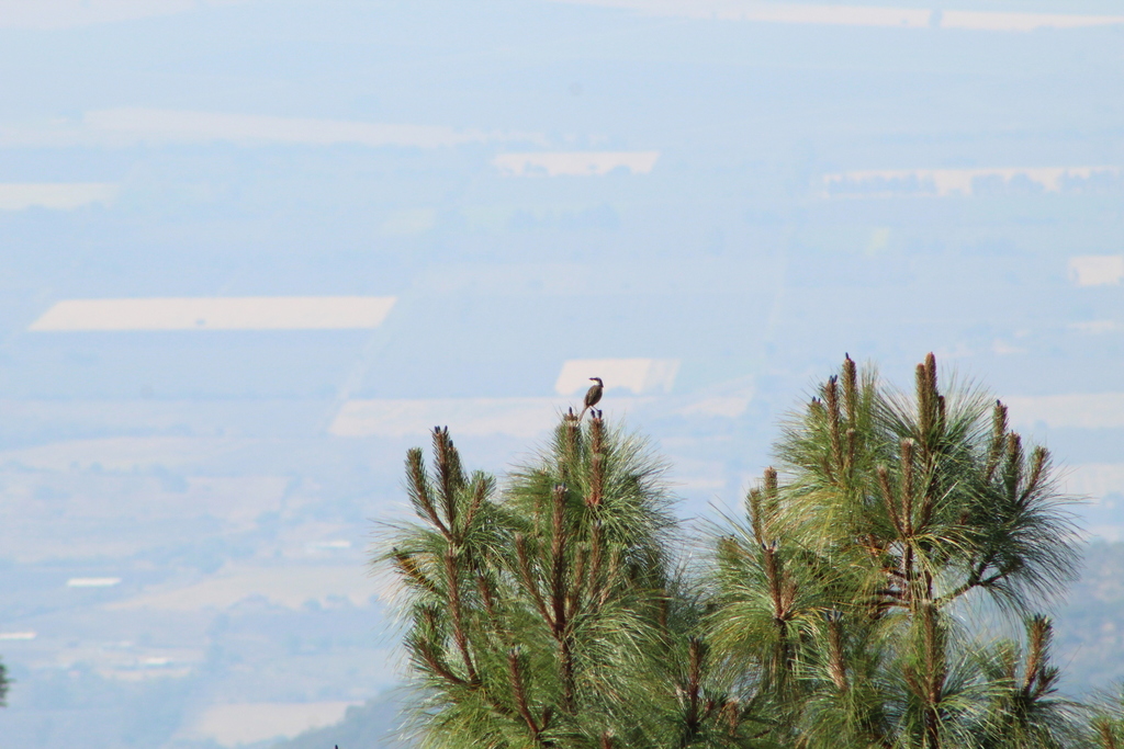 Striped Sparrow