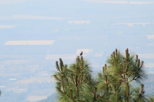 Striped Sparrow