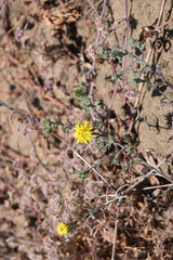 Lessingia germanorum