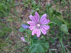 Malva sylvestris