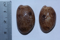 Bulla vernicosa