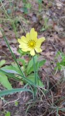 Pyrrhopappus grandiflorus