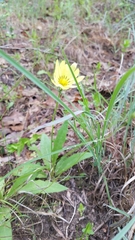 Pyrrhopappus grandiflorus