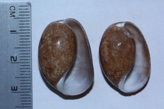 Bulla vernicosa