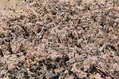 Chorizanthe cuspidata