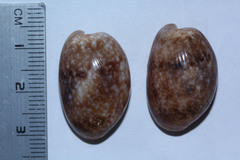 Bulla vernicosa