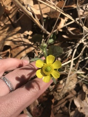 Ranunculus rhomboideus