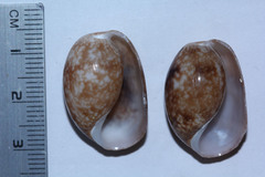 Bulla vernicosa