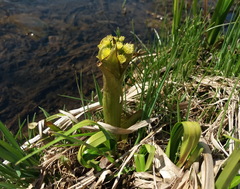 Petasites radiatus