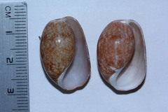 Bulla vernicosa