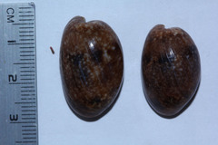Bulla vernicosa