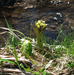 Petasites radiatus