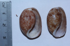 Bulla vernicosa