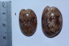 Bulla vernicosa