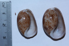 Bulla vernicosa