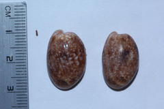 Bulla vernicosa