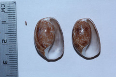 Bulla vernicosa