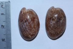 Bulla vernicosa