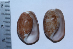 Bulla vernicosa