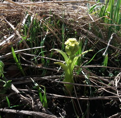 Petasites radiatus