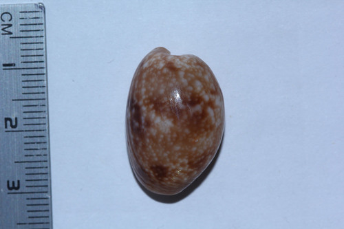 Bulla vernicosa