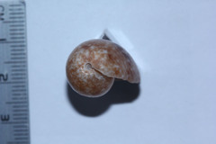 Bulla vernicosa