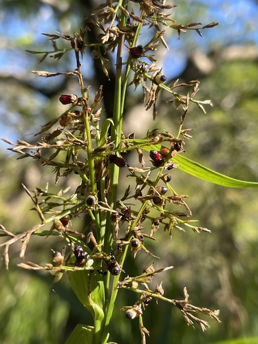 Scleria sumatrensis iNat (3)
