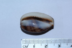 Lyncina lynx