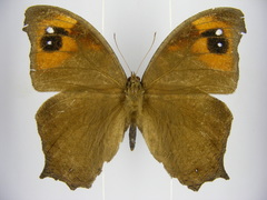 Melanitis leda leda