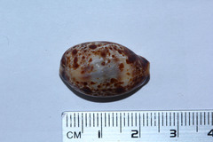 Lyncina lynx