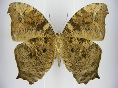 Melanitis leda leda