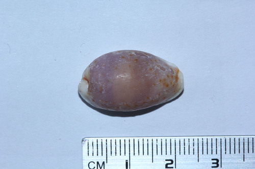 Naria boivinii